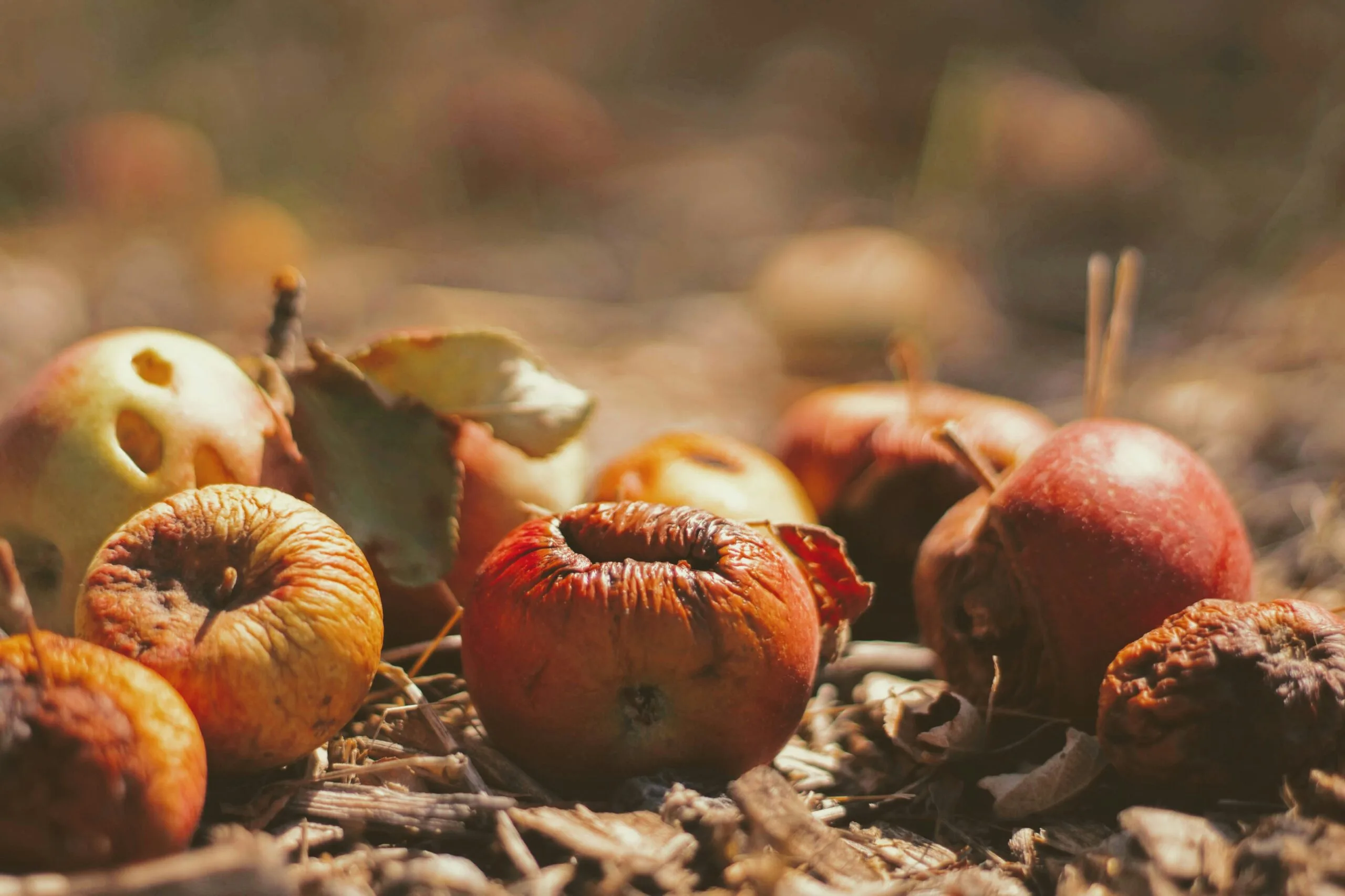 Food Loss and Food Waste